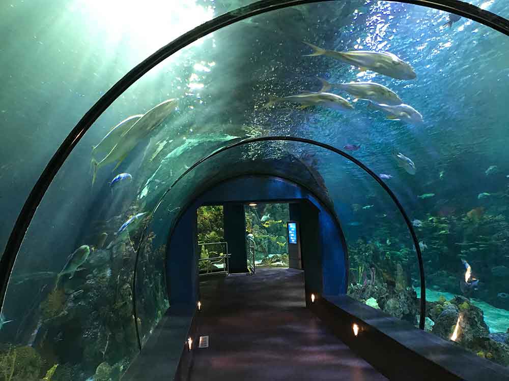 Indoor Oceans The Aquarium At Moody Gardens Galveston Island