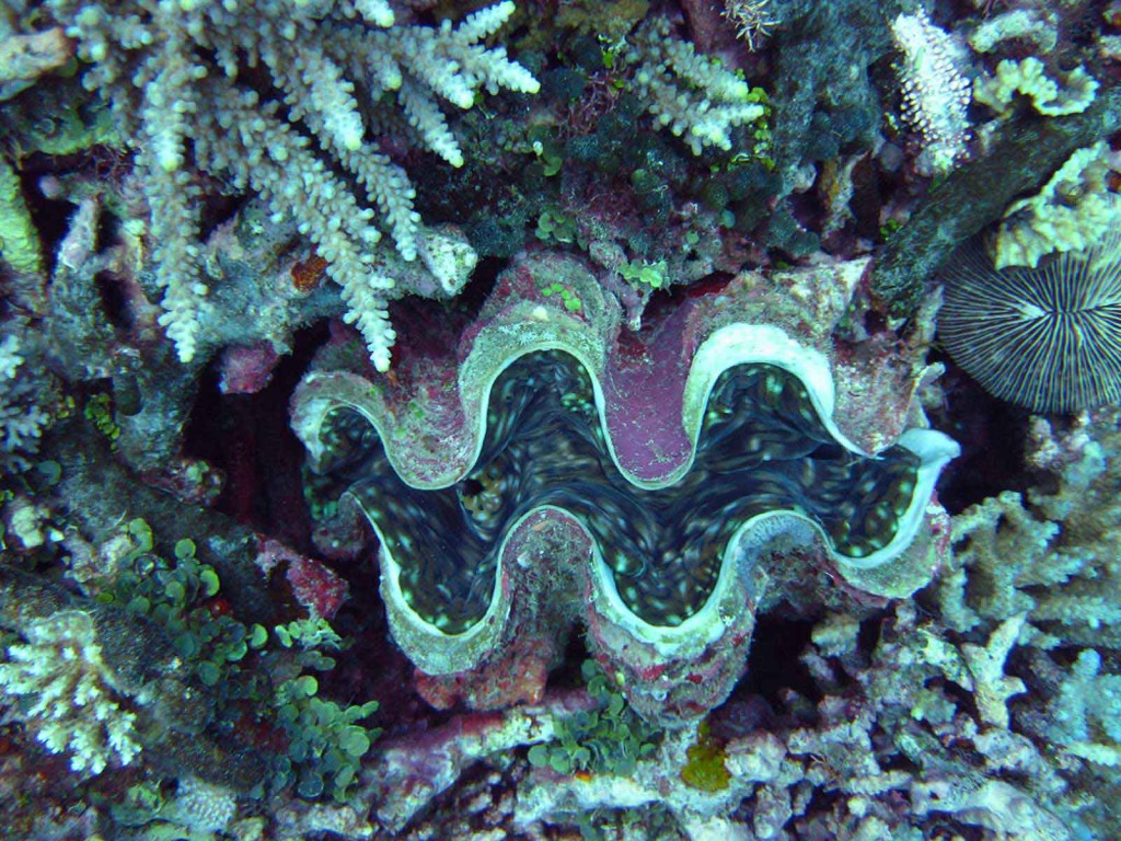 Giant Clam, Vomo Lailai, Fiji