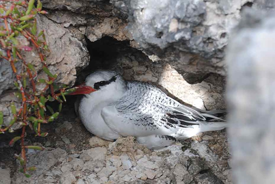 Great Bird Island, Red-billed Tropicbird, Antigua