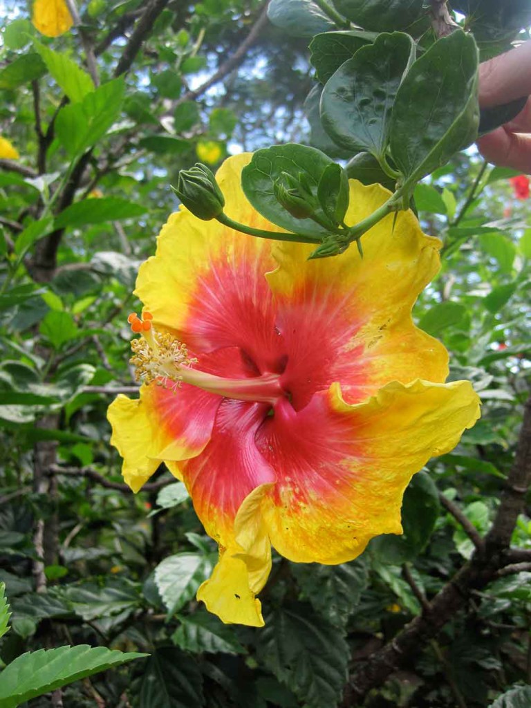 Yellow & Red Hibiscus, Kauai