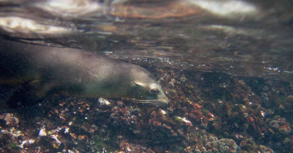 Sea Lion in Water