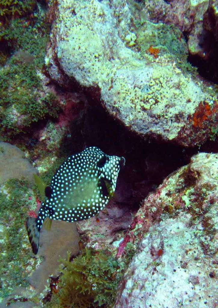 Trunkfish, Cathedral Reef, Tobago