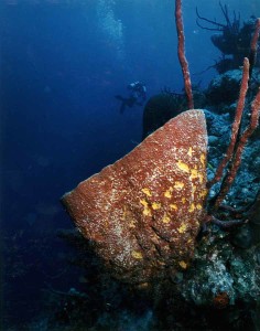 Barrel Sponge, San Salvador, Bahamas