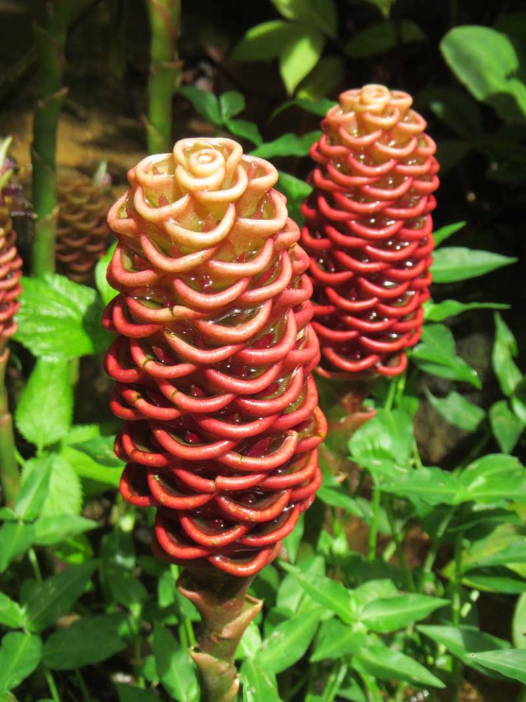Beehive Ginger, Dominica