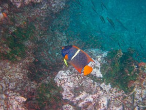 Queen Angelfish, Galapagos