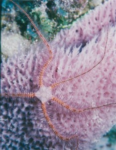 Brittlestar, Grand Cayman