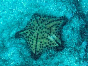Chocolate Chip Sea Star, Galapagos