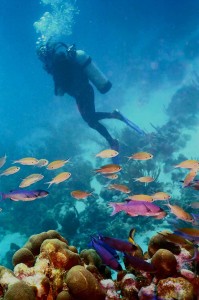 Diver with fish, San Salvador, Bahamas