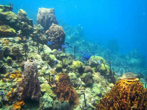 Champagne Reef, Dominica