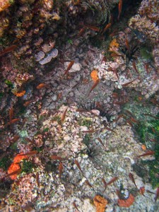 Snorkeling, Galapagos