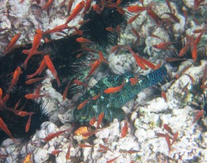 Snorkeling, Galapagos