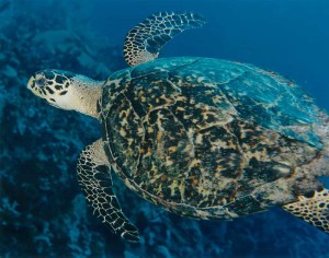 Hawksbill turtle, Caribbean