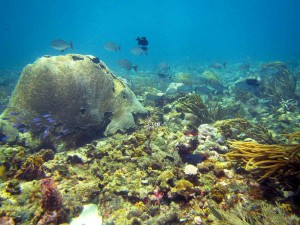 Cathedral Reef, Tobago