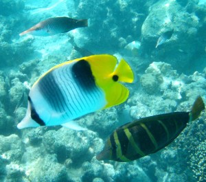 Reef Fish, Moorea