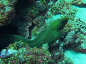 Green moray eel, Tobago