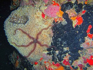 Brittlestar on coral St Croix night dive
