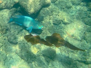 Snorkeling, Parrotfish and Reef Squid