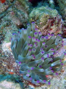 Pink-Tipped Anenome, St. Kitts/Nevis