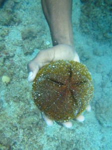 Sea Biscuit, Tobago