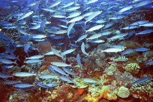 Schooling fish, San Salvador, Bahamas