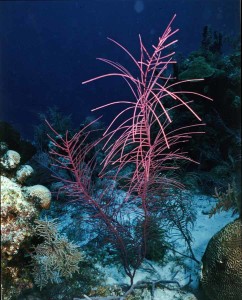 Sea Plume, San Salvador, Bahamas