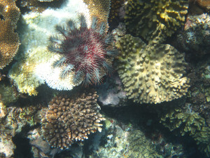 Snorkeling, Crown of Thorns starfish,