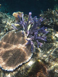 Snorkeling, Vomo Reef, Fiji