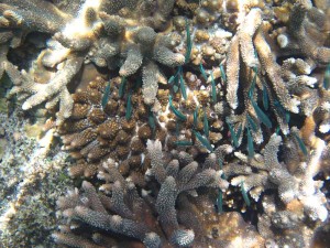 Snorkeling, Vomo Reef, Fiji