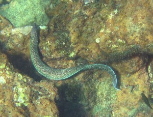 Snorkeling, Spotted Moray Eel