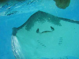 Stingray, Moorea