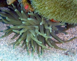 Anenome, St. Kitts/Nevis