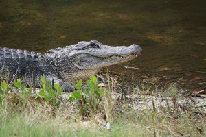 Alligator1WEB