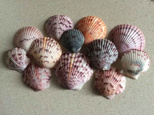 ScallopShellsDisplayWEB