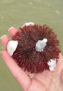 SeaUrchinInHandWEB