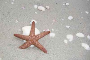 StarfishOnBeachWEB