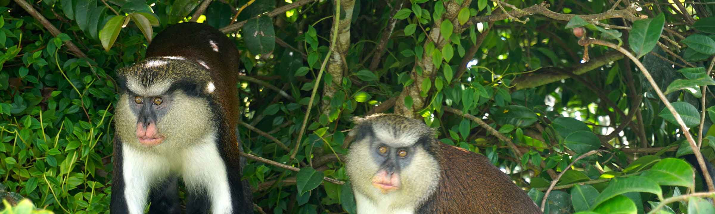 Grenada Featured Image - Mona Monkeys