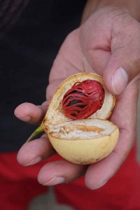 Nutmeg - the red covering is mace.