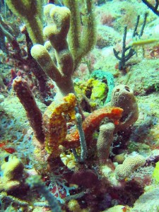 Two seahorses