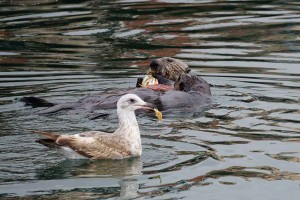 Two otters with bird