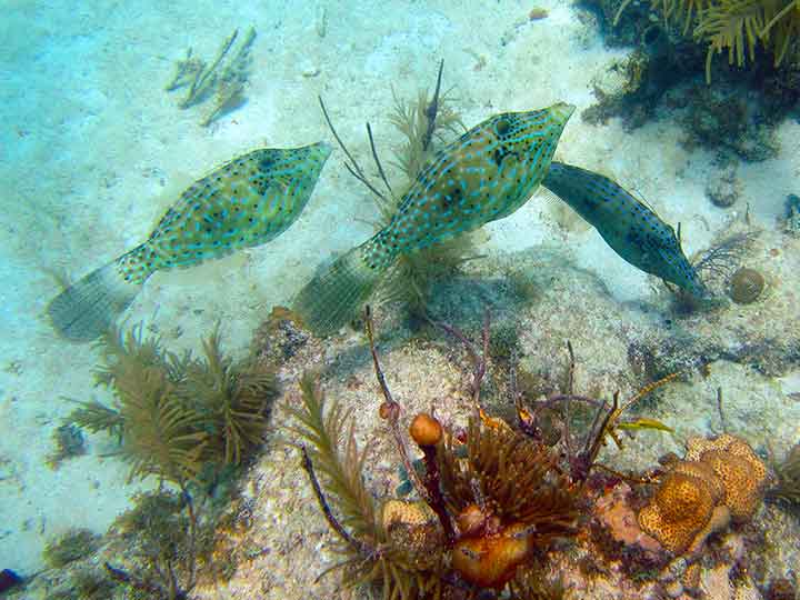 Real of Fake - Deep Sea Lizard Fish — Coral Key Scuba and Travel Denver