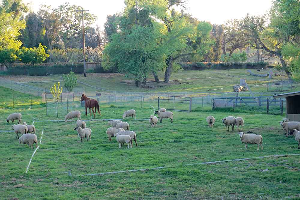 Windrose Farm animals grazing