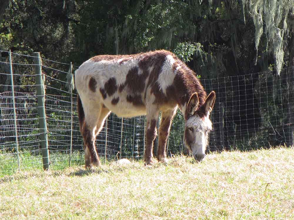 Donkey at Tablas Creek Vineyard