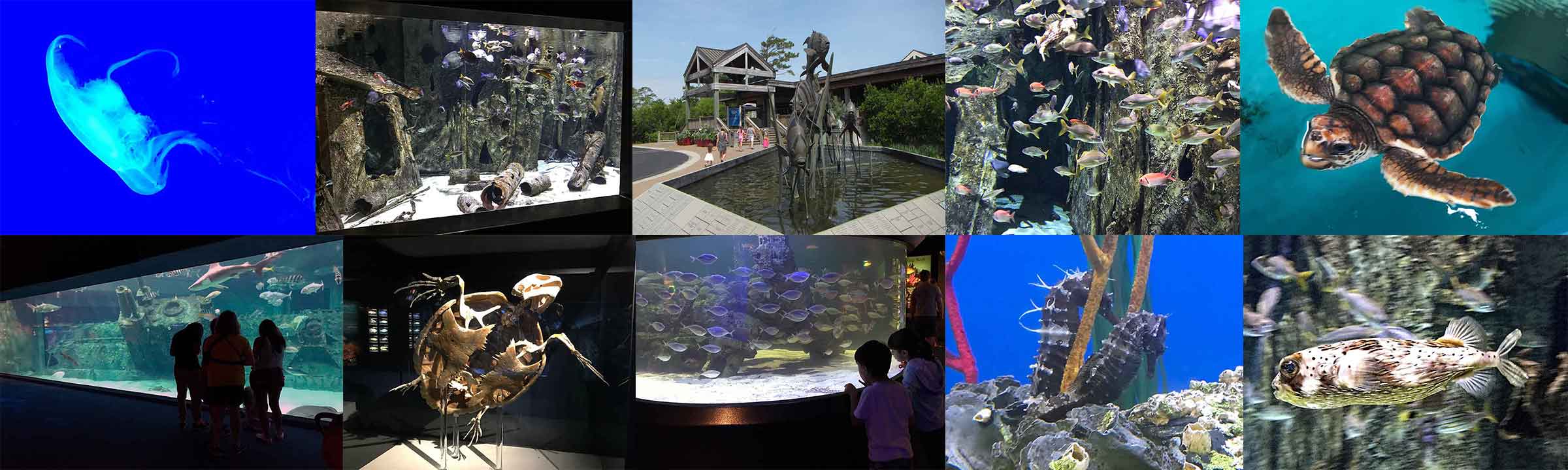 North Carolina Aquarium Banner