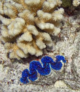 Coral with Giant Blue Clam