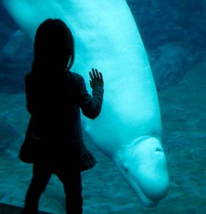 Beluga whales enthrall visitors, young and old alike. (Photo: Debbra Dunning Brouillette)