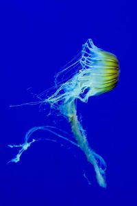 Georgia Aquarium Jelly