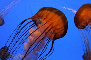 Sea nettle jelly (Photo: Georgia Aquarium)