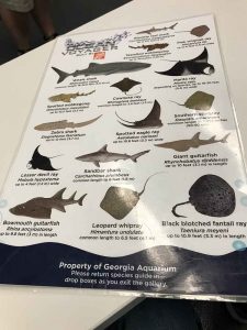 Species Guide - Ocean Voyagers Exhibit - Georgia Aquarium