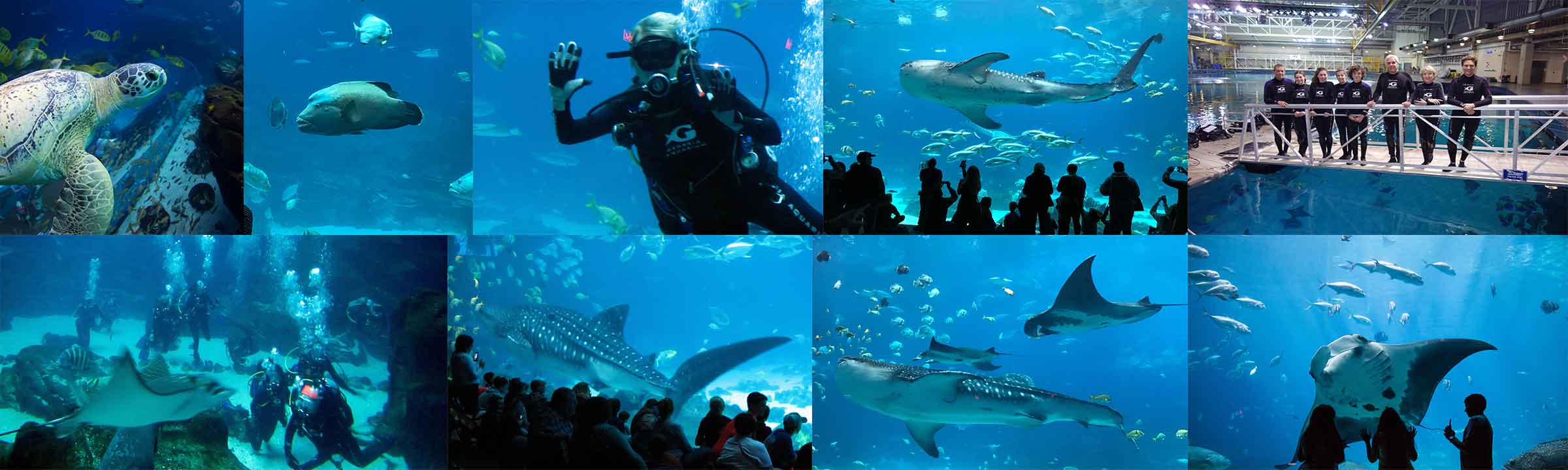 Whale Shark Blog Banner