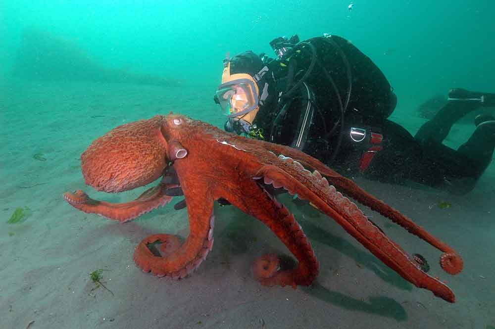 Diver with a giant Pacific Octopus (Credit: Seattle Aquarium) .